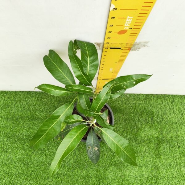 Alphonso mango (Mangifera indica ‘Alphonso’) - Image 3
