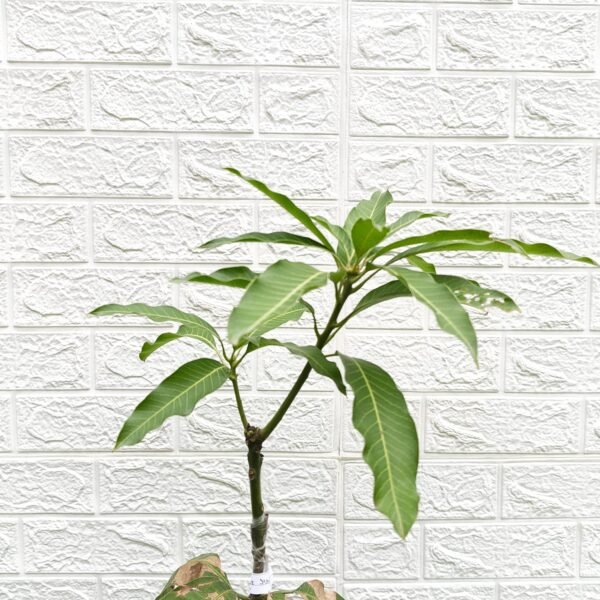 Himsagar Mango - Image 5