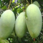 Brunei King Mango