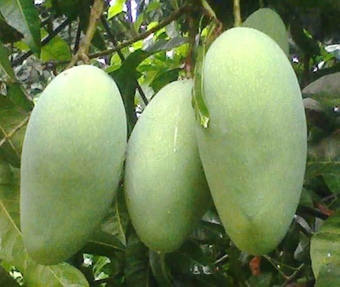 51NrNUM7heL._SX679_ Brunei King Mango - Image 1