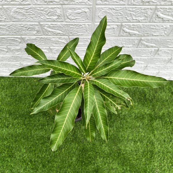Himsagar Mango - Image 7