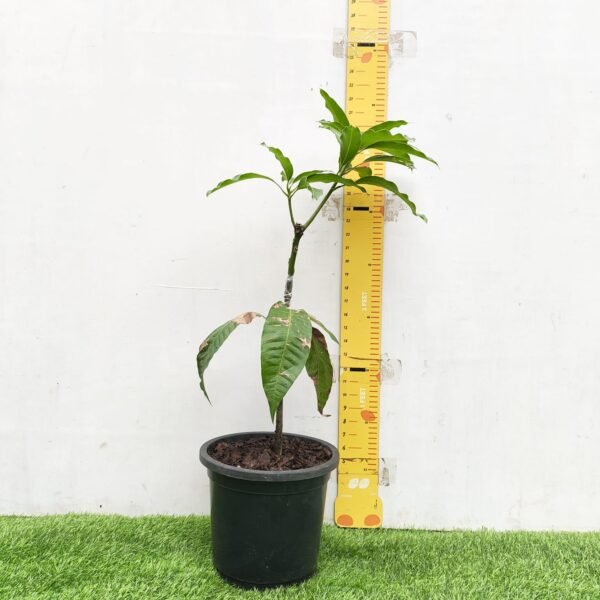 Himsagar Mango - Image 2