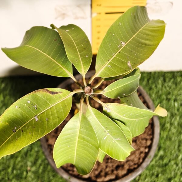 Brunei King Mango - Image 10