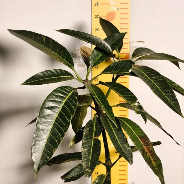Bari-13 Mango - Image 4