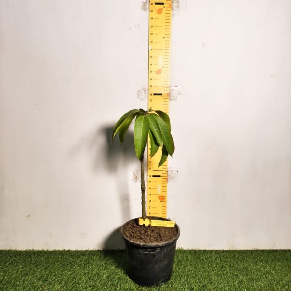 Brunei King Mango - Image 2