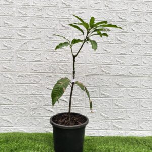 Himsagar Mango