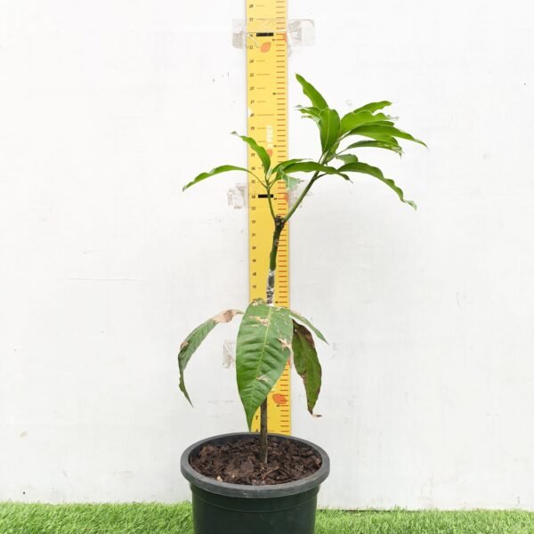 Himsagar Mango - Image 3
