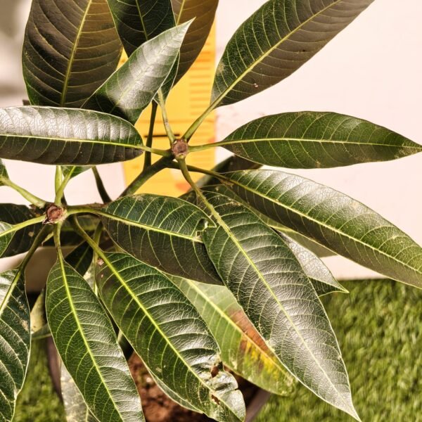 Bari-13 Mango - Image 8