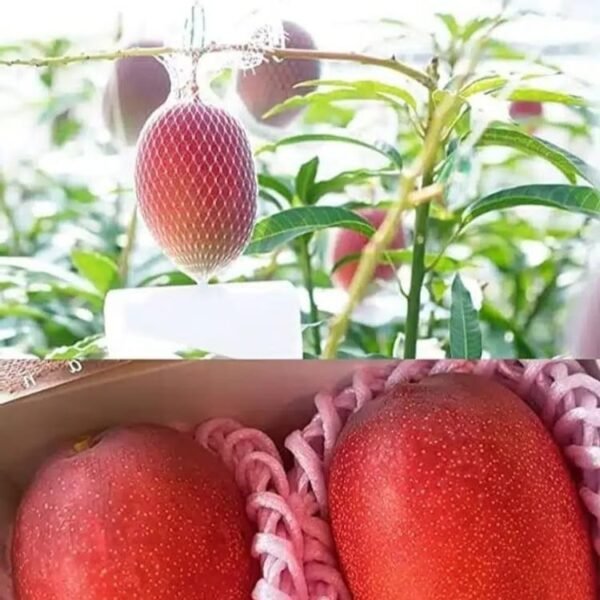Miyazaki Mango Grafted Live Plant - Variety : Taiyo No Tamago (Eggs Of Sun)