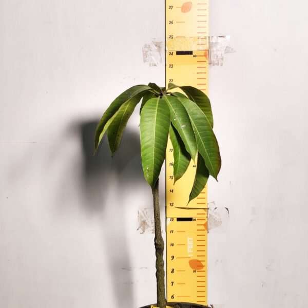Brunei King Mango - Image 3