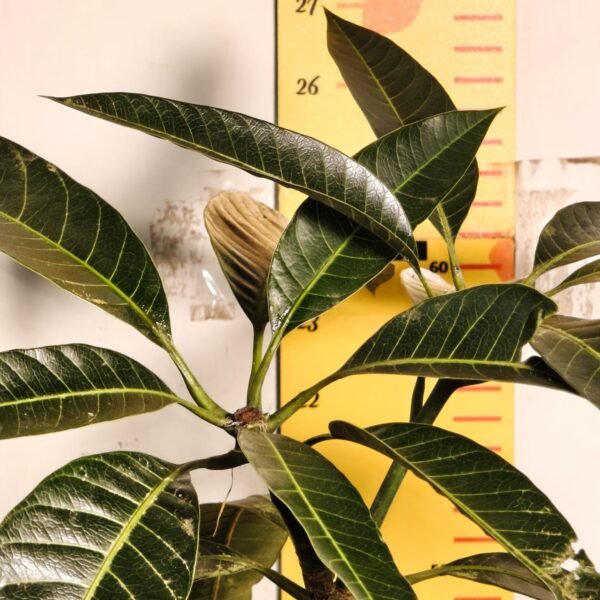 Bari-13 Mango - Image 5