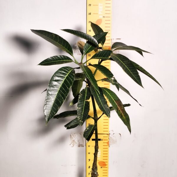 Bari-13 Mango - Image 3