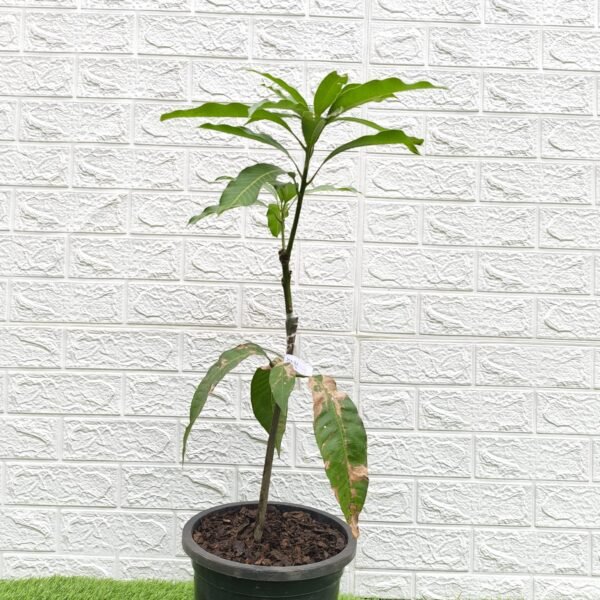 Himsagar Mango - Image 4