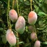 Bari-13 Mango