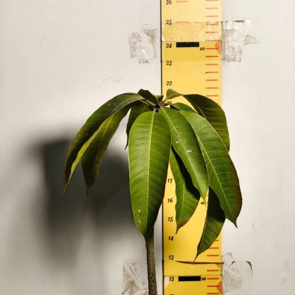 Brunei King Mango - Image 4