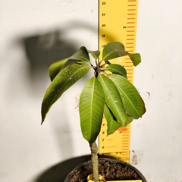 Brunei King Mango - Image 5