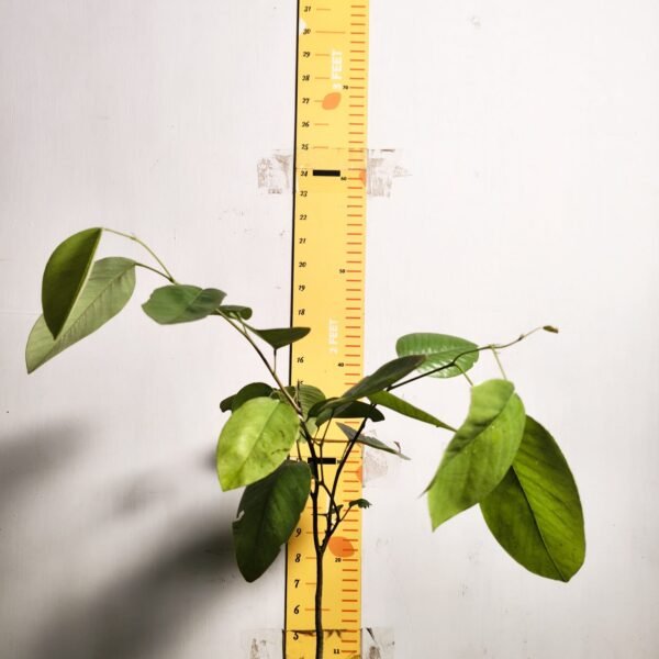 Red sandalwood (Pterocarpus santalinus) - Image 2
