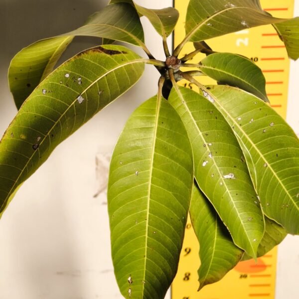 Brunei King Mango - Image 6