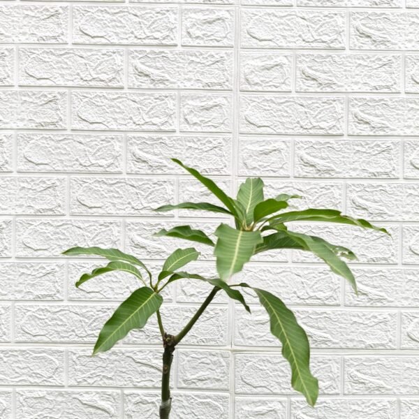 Himsagar Mango - Image 6