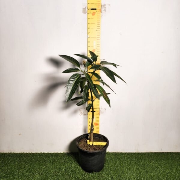 Bari-13 Mango - Image 2