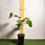 Red sandalwood (Pterocarpus santalinus)