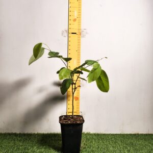 Red sandalwood (Pterocarpus santalinus)