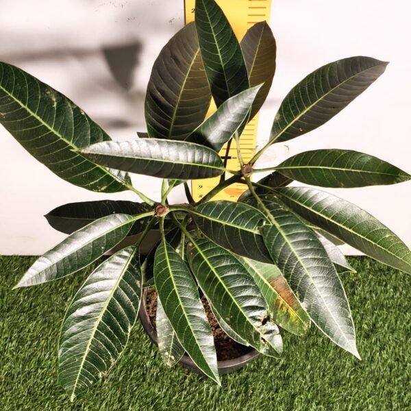 Bari-13 Mango - Image 7