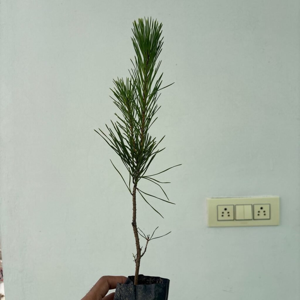 Image #2 from Dhaval Utekar