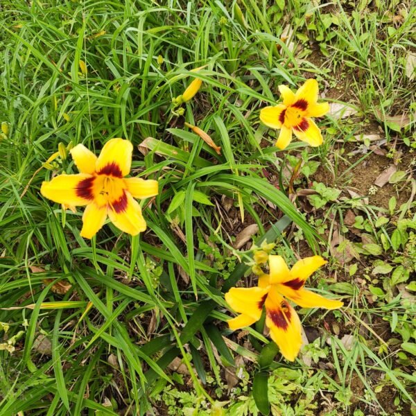 Hemerocallis - Image 3