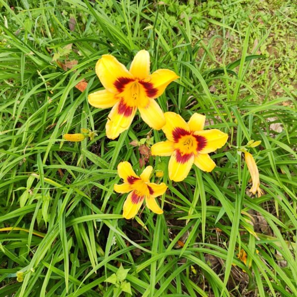 Hemerocallis - Image 4