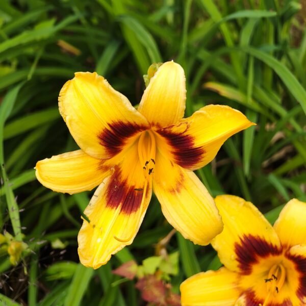 Hemerocallis - Image 5