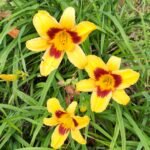 Hemerocallis