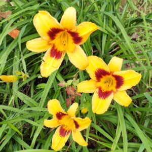 Hemerocallis