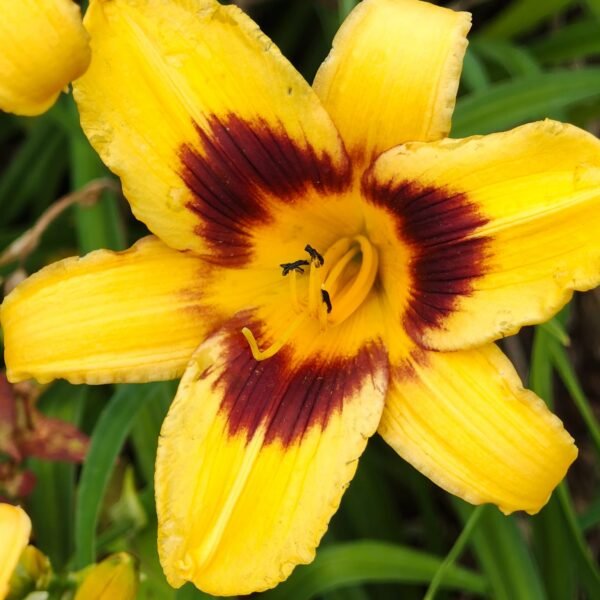 Hemerocallis - Image 2