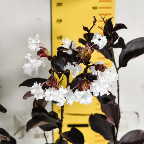Lagerstroemia Black Diamond 'White' - Image 9
