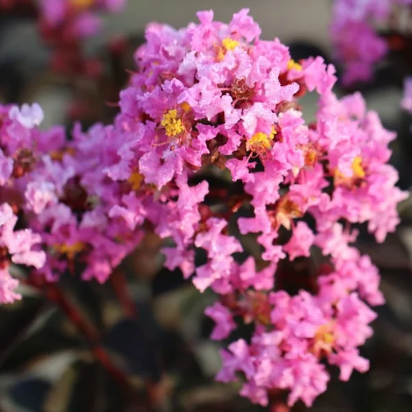 Lagerstroemia Black Diamond 'Lavender Lace' - Image 8
