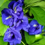 Aparajita Double Bloom Live Plant (Blue Color)