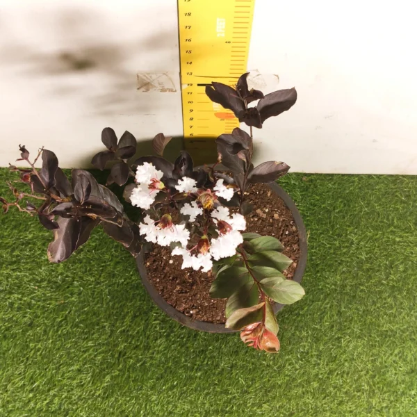 Lagerstroemia Black Diamond 'White' - Image 11