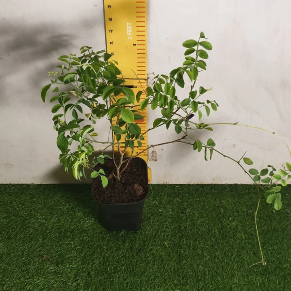 Aparajita Double Bloom Live Plant (Blue Color) - Image 4