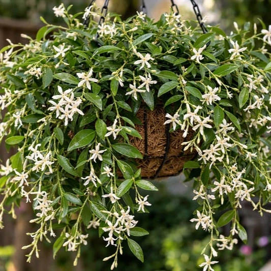 3cf473c5-6a8c-4cbe-ad3a-f069ecdc6245 Trachelospermum jasminoides – Star Jasmine (Fragrant) - Image 4