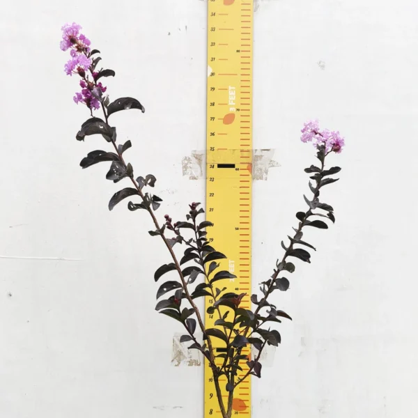 Lagerstroemia Black Diamond 'Lavender Lace' - Image 4