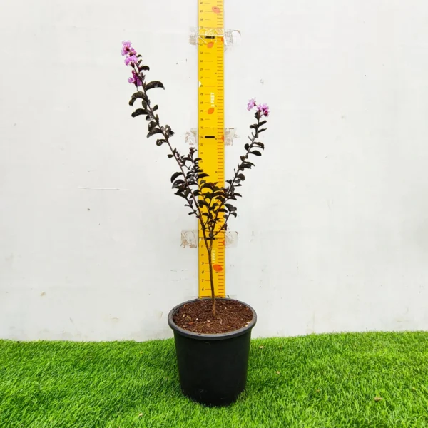 Lagerstroemia Black Diamond 'Lavender Lace' - Image 2