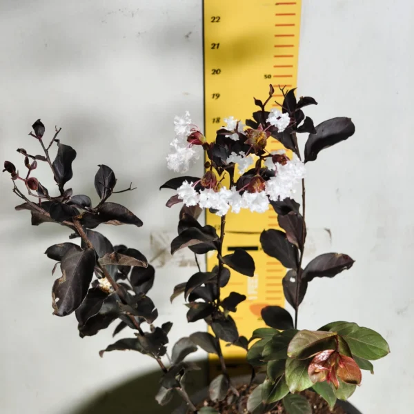 Lagerstroemia Black Diamond 'White' - Image 8