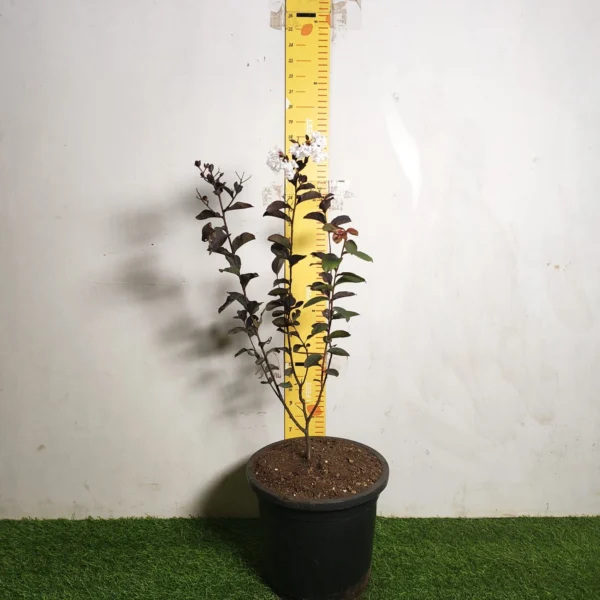 Lagerstroemia Black Diamond 'White' - Image 2