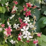 Madhumalati Single Petel 'Dwarf' (Fragrant)