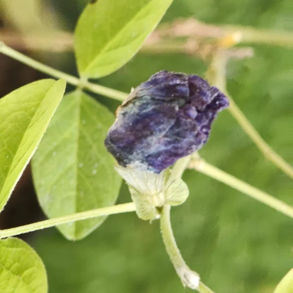 Aparajita Double Bloom Live Plant (Blue Color) - Image 2