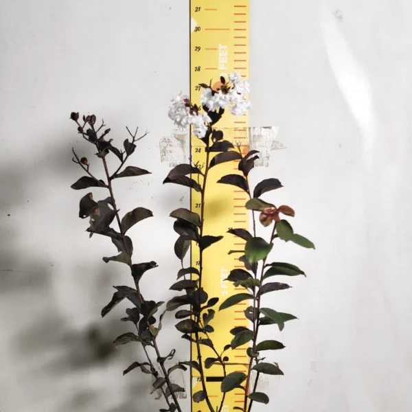 Lagerstroemia Black Diamond 'White' - Image 3