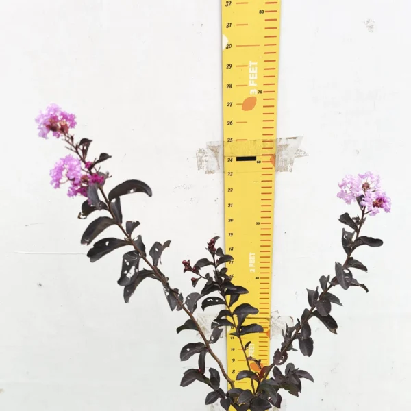 Lagerstroemia Black Diamond 'Lavender Lace' - Image 5