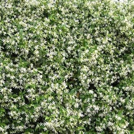 9fc8cfa8-ca7e-451e-a78a-957b57039e4e Trachelospermum jasminoides – Star Jasmine (Fragrant) - Image 2