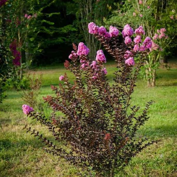 Lagerstroemia Black Diamond 'Lavender Lace' - Image 6